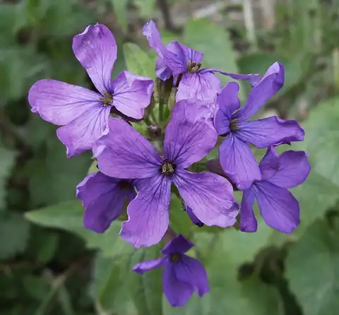 Foto dokumenter Lunaria annua
