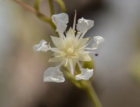 Foto dokumenter Lagerstroemia parviflora
