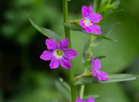 Foto dokumenter Lythrum junceum