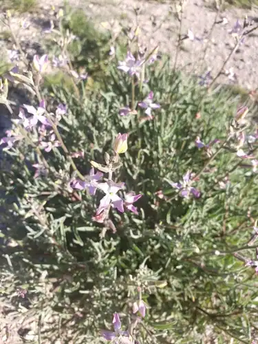 Foto dokumenter Matthiola longipetala