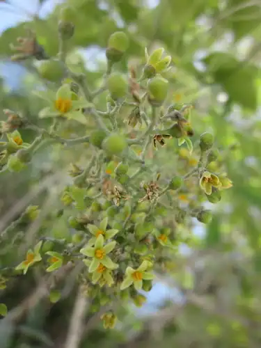 Foto dokumenter Metopium brownei