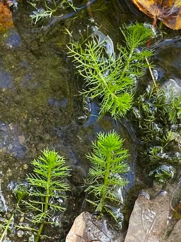 Foto dokumenter Myriophyllum pinnatum