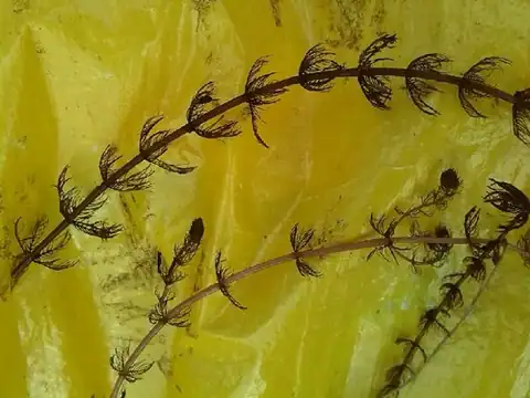Foto dokumenter Myriophyllum alterniflorum