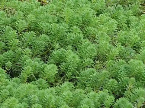 Foto dokumenter Myriophyllum aquaticum