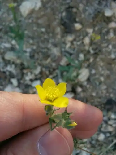Foto dokumenter Mentzelia jonesii