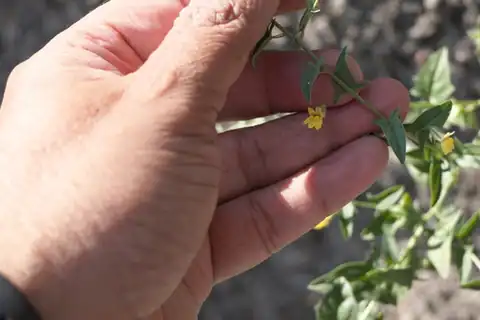 Foto dokumenter Nanorrhinum ramosissimum