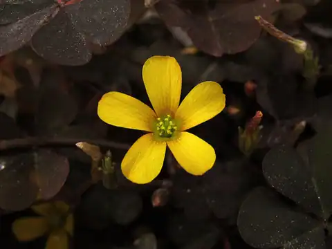Oxalis corniculata, dicatat sumber sebagai Oxalis corniculata var. atropurpurea.