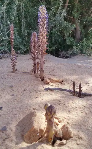 Foto dokumenter Orobanche cernua