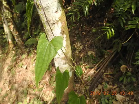 Foto dokumenter Dioscorea collettii