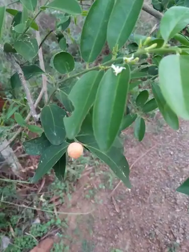 Foto dokumenter Olax scandens