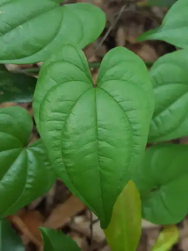 Foto dokumenter Dioscorea floridana