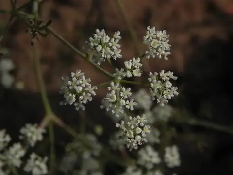 Foto dokumenter Pimpinella adscendens