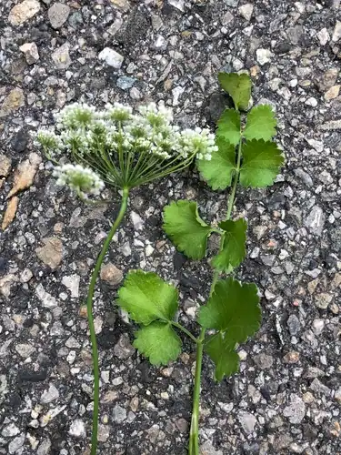 Foto dokumenter Pimpinella peregrina