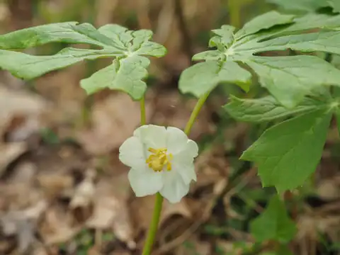 Foto dokumenter Podophyllum peltatum