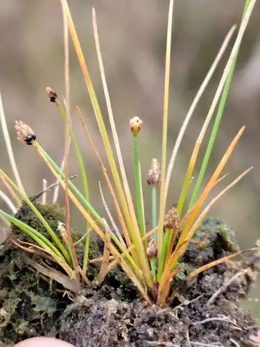 Foto dokumenter Eleocharis atropurpurea