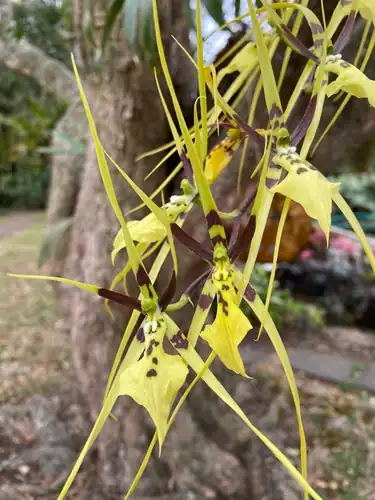 Foto dokumenter Brassia gireoudiana