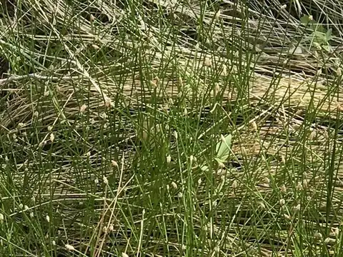 Foto dokumenter Eleocharis montana
