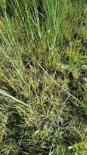 Foto dokumenter Eriocaulon ravenelii