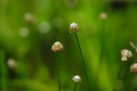 Foto dokumenter Eriocaulon sexangulare