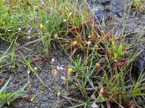 Foto dokumenter Eriocaulon truncatum