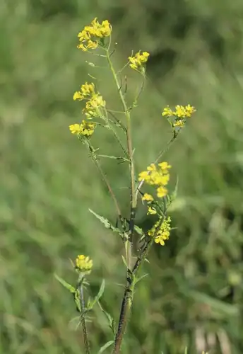 Foto dokumenter Sisymbrium loeselii