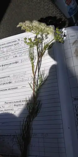Foto dokumenter Seseli strictum
