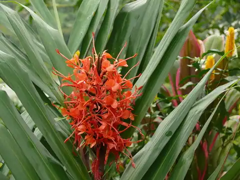 Foto dokumenter Hedychium coccineum