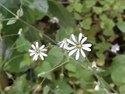 Foto dokumenter Stellaria cuspidata