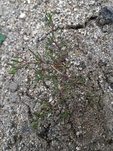 Foto dokumenter Spergularia echinosperma