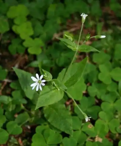 Stellaria nemorum, dicatat sumber sebagai Stellaria nemorum subsp. nemorum.