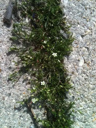 Foto dokumenter Sagina decumbens