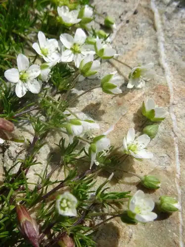 Foto dokumenter Sagina glabra