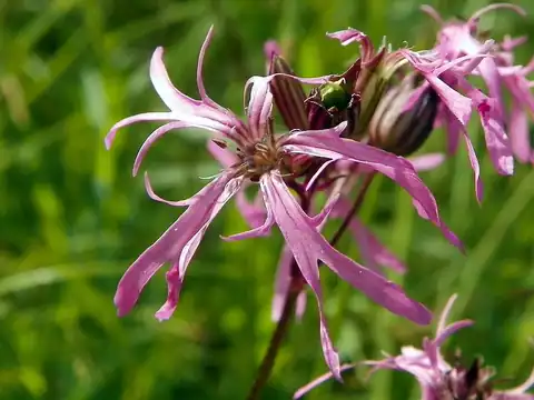 Foto dokumenter Silene flos-cuculi