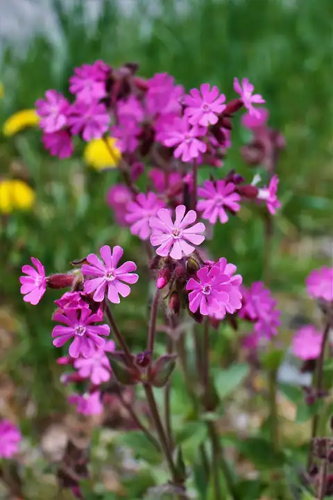 Foto dokumenter Silene dioica