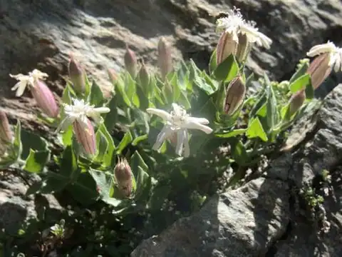 Foto dokumenter Silene cordifolia