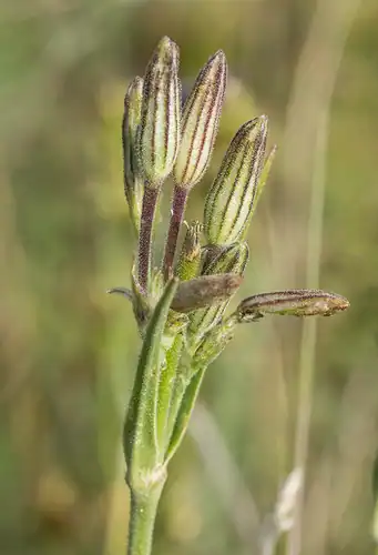 Foto dokumenter Silene drummondii