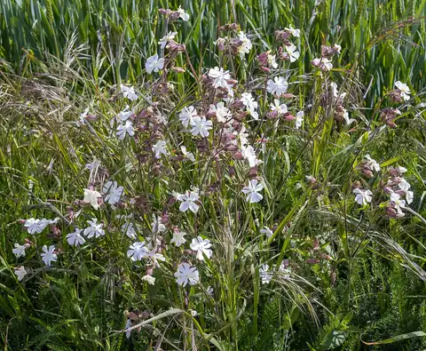 Foto dokumenter Silene latifolia