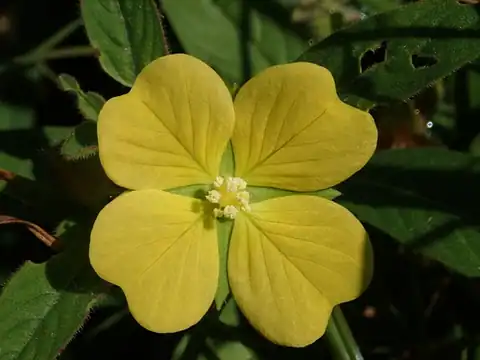Foto dokumenter Ludwigia octovalvis