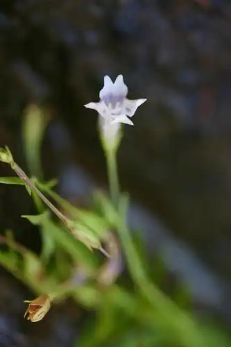 Foto dokumenter Lindernia parviflora