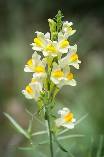 Foto dokumenter Linaria vulgaris