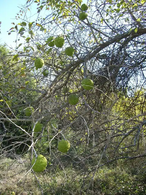 Foto dokumenter Maclura pomifera