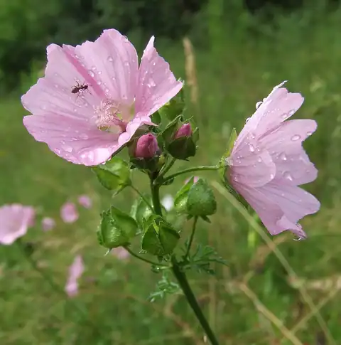Foto dokumenter Malva moschata