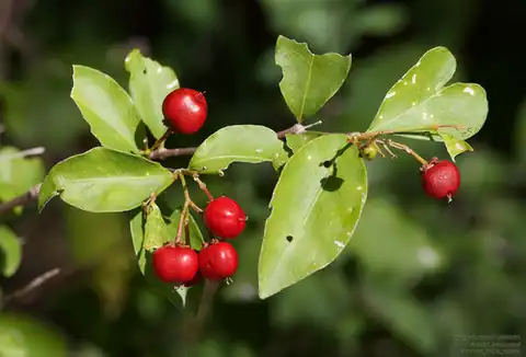 Foto dokumenter Malpighia glabra