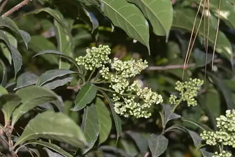 Foto dokumenter Meliosma dentata