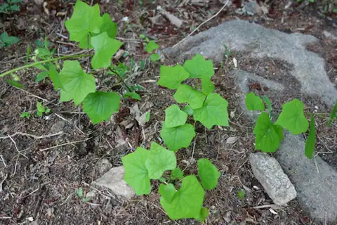 Foto dokumenter Menispermum dauricum