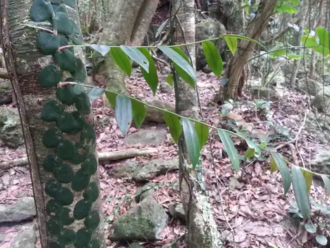 Foto dokumenter Marcgravia rectiflora