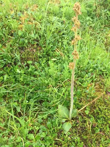Foto dokumenter Micranthes hieraciifolia