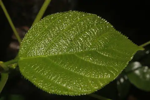 Foto dokumenter Myriocarpa longipes