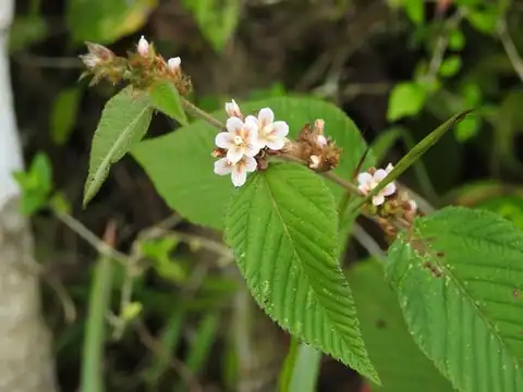 Foto dokumenter Melochia nodiflora