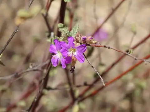 Foto dokumenter Melochia tomentosa